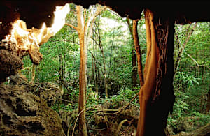 Madagascan rainforest