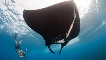 Ben Buchan nada junto a una mantarraya.