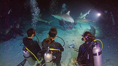 Sharks emerge out of the darkness at a moments notice.