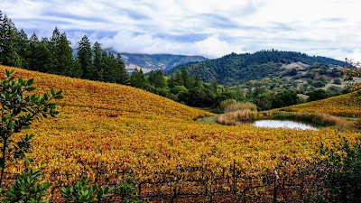 Mendocino grows some of the best (and greenest) wine in the country.