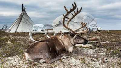 Camping with Siberian reindeer herders really is 'once in a lifetime'.