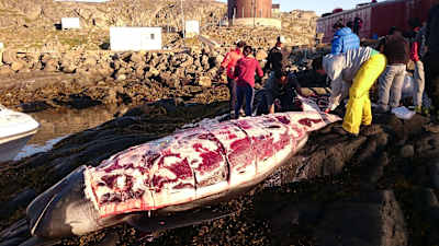 Ćwiartowanie wieloryba