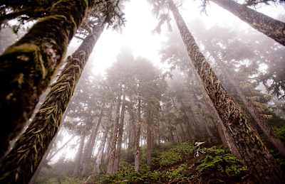 The tall foggy trees of Whistler