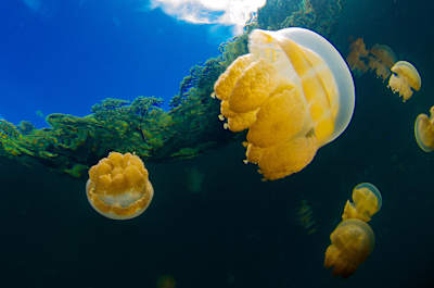 As águas vivas são criaturas super interessantes