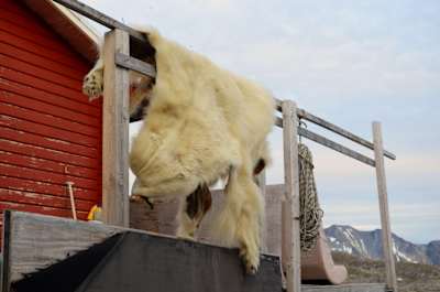 Skóra niedźwiedzia