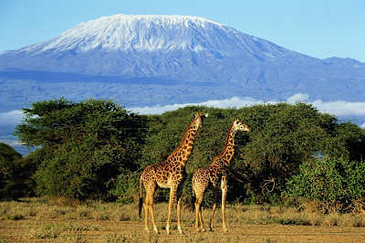 What's taller than a giraffe? Kilimanjaro. 