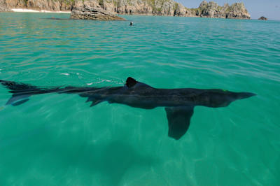 O tubarão-elefante pode alcançar 8m de comprimento