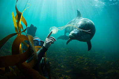 Freediving con un delfino e una medusa