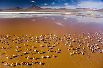 Das Flamingo-Paradies in Bolivien.