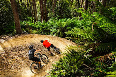Maydena Bike Park