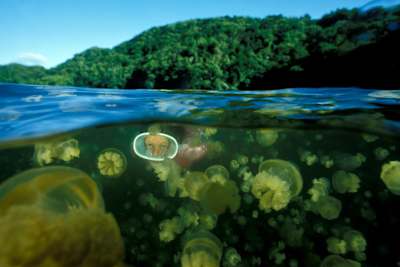 Águas vivas cercam um mergulhador