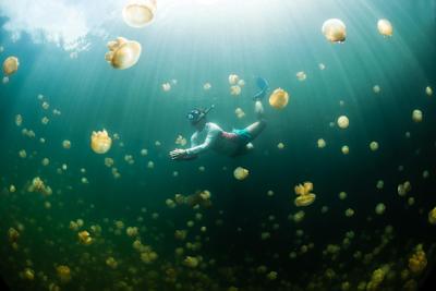 Você deve estar se perguntando - elas não queimam