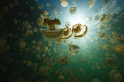 Essa foto não é uma alucinação