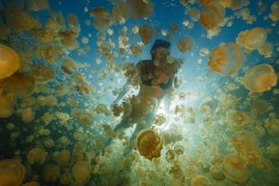 Os olhos são cercados por águas vivas