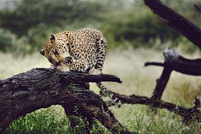 Big cats