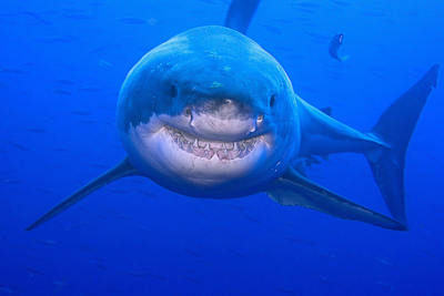 Ο άνθρωπος με το γκρι κουστούμι