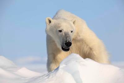 Μοιάζει να είναι πεινασμένος
