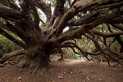 Die uralten Eiben in Sussex gehören zu den ältesten Schätzen in England