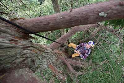 Escalada libre a una secuoya de Chris Sharma