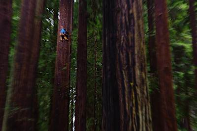 Escalada libre a una secuoya de Chris Sharma