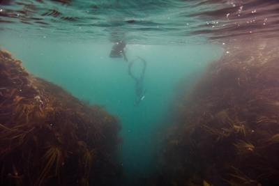 Buceo libre en Cornwall