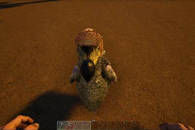 Un Dodo selvatico nella natura selvaggia