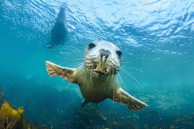 Una foca curiosa nel Mare del Nord
