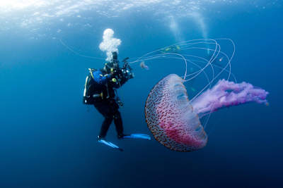 Sub faccia a faccia con una medusa gigante