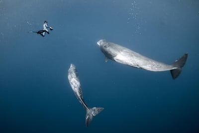 Un sub con due maestosi capodogli nell'Oceano Indiano