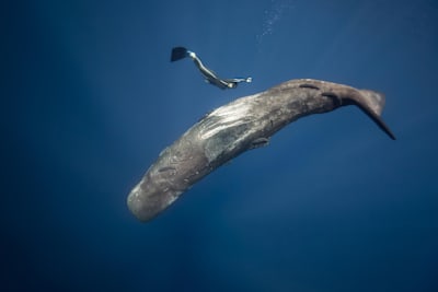 Una sub gioca con un capodoglio nell'Oceano Indiano