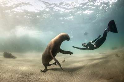 Un sub gioca con una foca nell'Oceano Indiano