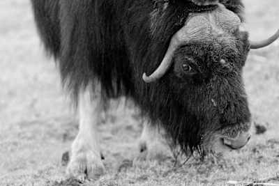 Uno sfacciato bue muschiato carica il team