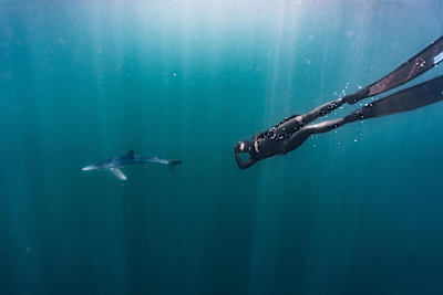 Freediving cu rechini albastri in Cornwall, Anglia.