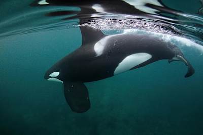 An impressive orca is swimming in the sea, shot during the film project
