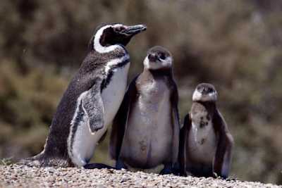 Spend time with the Magellanic penguins on Peninsula Valdes.