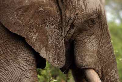 An African elephant spotted on the Pafuri Walking Trail.