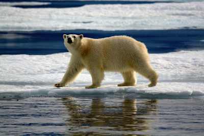 Niedźwiedź polarny