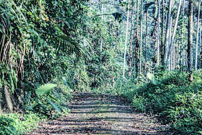Welcome to Jungle!