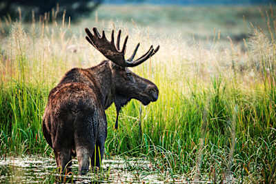 Des élans au zoo de Skansen.