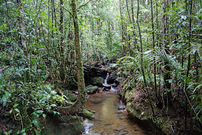 Borneo is a long way from civilisation 