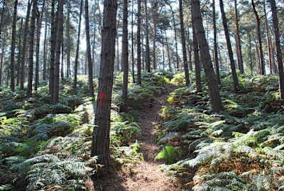 Chicksands bike park