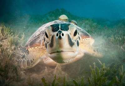 Una tartaruga verde a Marsa Shouna, nel Mar Rosso, Egitto