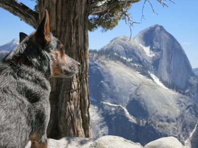 Whisper in contemplazione