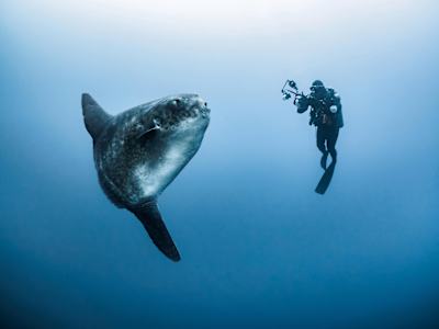 Un fotografo subacqueo con un pesce luna, Oceano Indiano