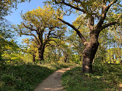 Hainault Forest gravel route