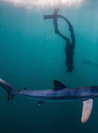 Беци Райан плавает с голубой акулой