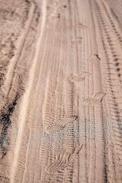 Carnegie used footprints in the sand to track Poole