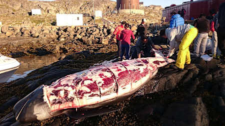 Ćwiartowanie wieloryba