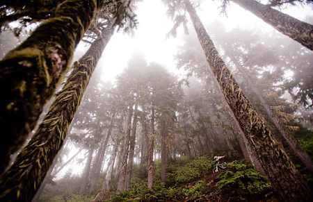 The tall foggy trees of Whistler