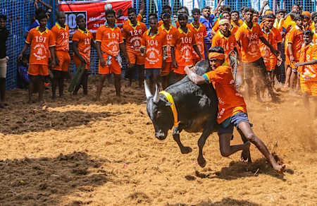 Jalikattu